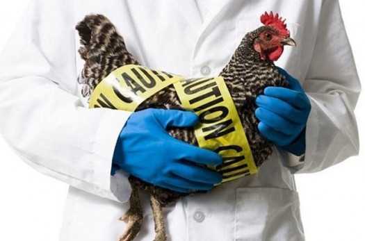 خطر آنفلوانزای فوق حاد پرندگان را جدی بگیرید