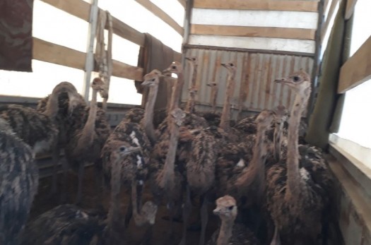 75 شترمرغ فاقد مجوز در بشرویه توقیف شد