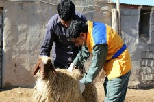 دامداران مراقب شیوع بیماری های دامی در فصل زمستان باشند