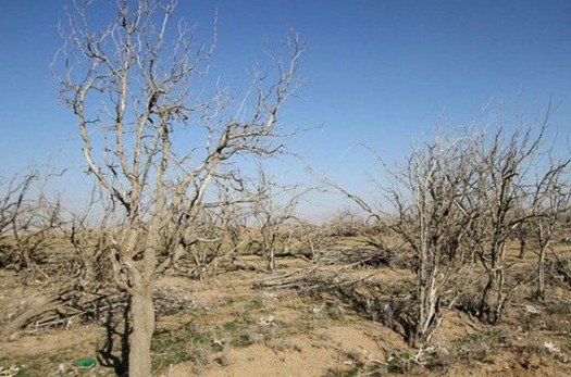 دست‌خالی جهاد کشاورزی در برابر هجوم آفات/ آلودگی ۲۶ هزار هکتار از درختان استان