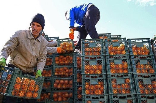 ذخیره‌سازی ۹۰۰ تن میوه شب عید در خراسان جنوبی آغاز شد