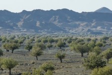 ثبت جنگل بنه خراسان‌جنوبی در فهرست آثار طبیعی-ملی