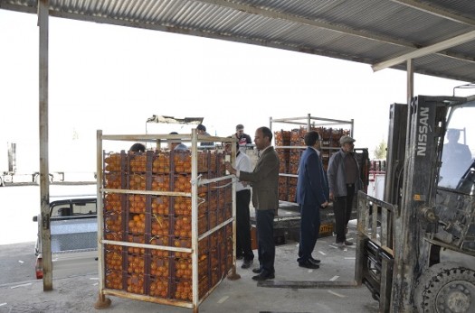 افزایش ۴۰ درصدی توزیع میوه تنظیم بازار در خراسان جنوبی