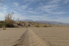 گونه منحصر به فرد دیودال تنها در شهرستان زیرکوه رشد می‌کند