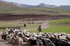 کمبود دام مولد از مشکلات عشایر است