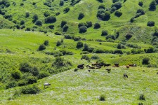 همکاری بی واسطه مردم و منابع طبیعی برای بهسازی محیط طبیعی