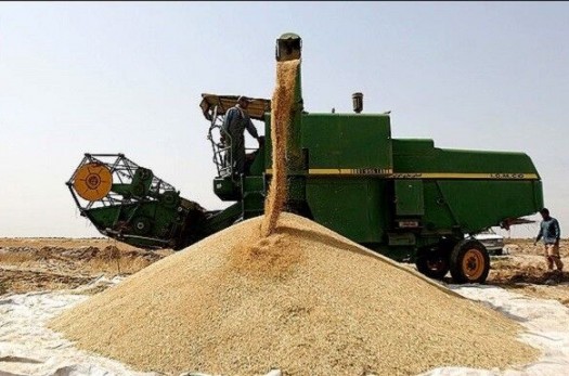 ۳۰۳۶ تن گندم از کشاورزان خراسان جنوبی خریداری شد