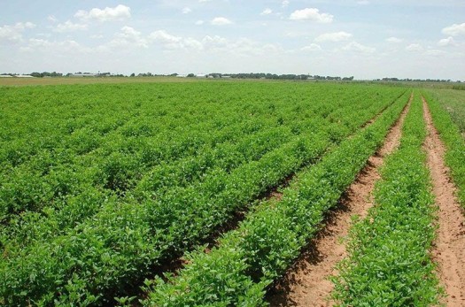 قراردادهای بیمه کشاورزی در خراسان جنوبی افزایش یافت