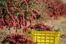 ۱۵۰۰ طرح اشتغال روستایی در انتظار پرداخت تسهیلات است