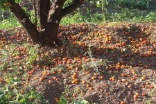 خسارت ۸۳۶ میلیاردی طوفان به بخش کشاورزی قاینات