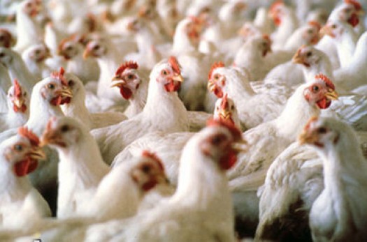 پرورش بیش از 2 میلیون قطعه مرغ گوشتی در قاین