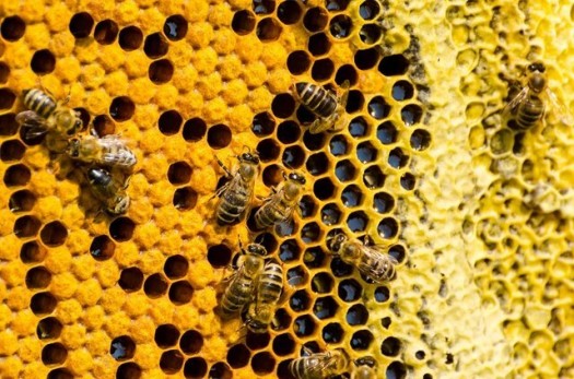 وقتی وجود عسل تقلبی در بازار، کام زنبورداران را تلخ می‌کند