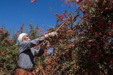 ۶۰۰ تن زرشک در خراسان جنوبی ‌توافقی از کشاورزان خریداری شد‌