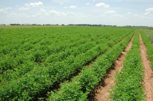 ۷۰ درصد اراضی کشاورزی خراسان جنوبی خرده مالکی است