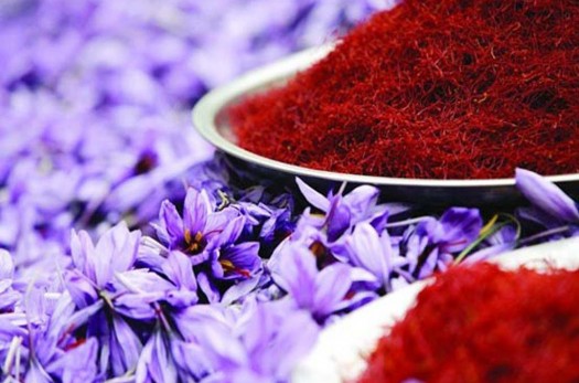 اهدای گل زعفران برای کمک به بقاع متبرکه سرایان