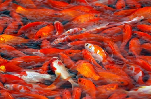 ماهی قرمز از مراکز دارای پروانه بهداشتی خریداری شود