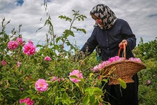 برداشت گل محمدی در مجتمع تحقیقات گیاهان دارویی جهاد دانشگاهی خراسان جنوبی آغاز شد‌