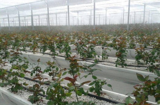 یک میلیون و ۲۰۰ هزار شاخه گل رز در خراسان جنوبی تولید شد