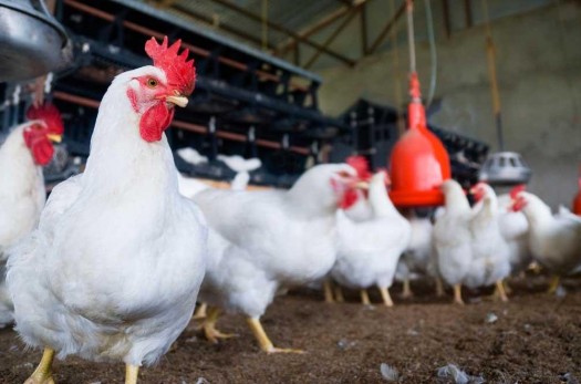 کرونا بیش از ۳۵ میلیارد تومان به صنعت مرغداری خراسان جنوبی خسارت زد