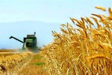 خرید تضمینی بیش از ۳۶۰۰ تن گندم از کشاورزان خراسان‌جنوبی
