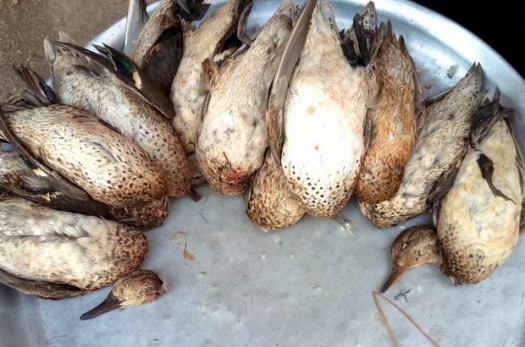 کشف لاشه ۶۷ قطعه پرنده وحشی در شهرستان نهبندان