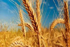 ۱۵۳۰۰ تن گندم تضمینی از کشاورزان خراسان جنوبی خریداری شد
