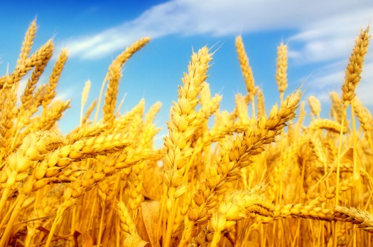 ۱۸ هزار تن گندم از کشاورزان خراسان جنوبی خریداری شد