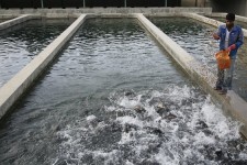 «جهش تولید» با آبزی‌پروری در خراسان جنوبی/ ظرفیت تولید آبزیان به ۲۵۰۰ تن می‌رسد