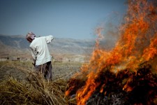 سنتی مرسوم اما نادرست در کشاورزی