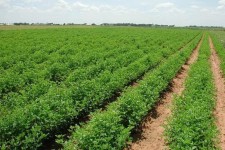 تولیدات زراعی خراسان جنوبی به ۵۹۸ هزار تن افزایش یافت