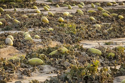 خسارت باران تابستانه در خراسان‌جنوبی| از قطع آب و برق تا برآب رفتن دسترنج کشاورزان