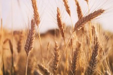 بیش از ۱۹ هزار تن گندم در خراسان جنوبی خرید تضمینی شد