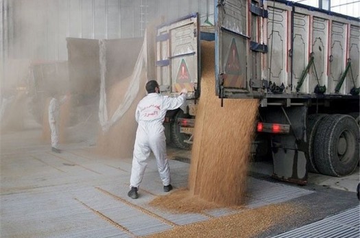 حدود ۲۰هزار تن گندم از کشاورزان خراسان جنوبی خریداری شد