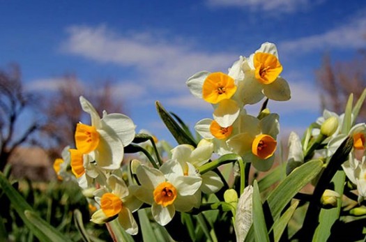 بهار در نرگس‌زارهای «خوسف»/ برداشت ۱۲ میلیون شاخه گل از نرگس‌زارها