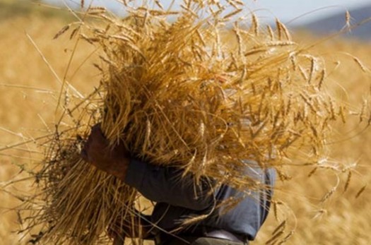 افزایش ۲ برابری تولید گندم «درمیان» با بذرهای اصلاح شده