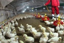 بروز آنفلوانزای فوق‌حاد پرندگان در خراسان‌جنوبی | واکسیناسیون گسترده مرغداری‌ها علیه آنفلوانزا