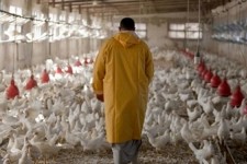 موردی از انتقال آنفولانزای فوق‌حاد پرندگان به انسان گزارش نشده است