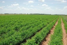 تولیدات زراعی خراسان جنوبی ۱۷۸ هزار تن افزایش یافت