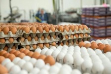 ۳ تن تخم مرغ فاقد مجوز بهداشت در شهرستان سربیشه کشف شد