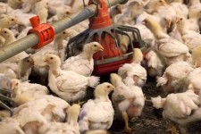 خسارت آنفلوآنزای فوق‌حاد پرندگان در خراسان‌جنوبی/ یک میلیون قطعه مرغ معدوم شد